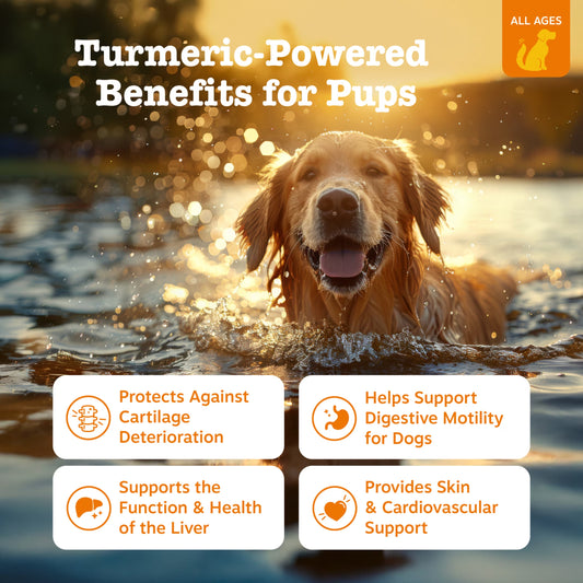 Turmeric Curcumin Bites Bacon Flavor Dog Supplement, 90 Count