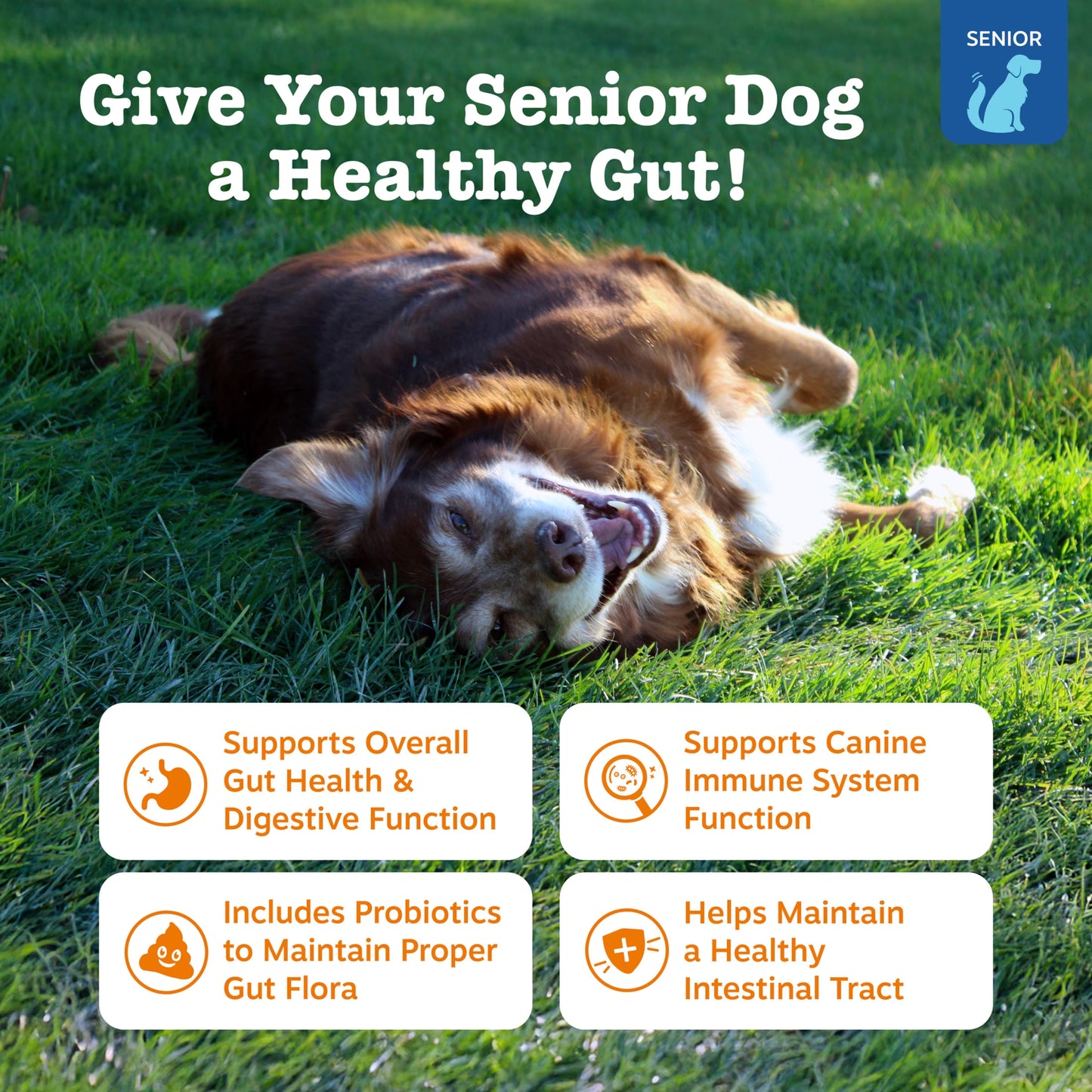 Senior Advanced Probiotic Bites for Dogs Chicken Flavor, 90 Count