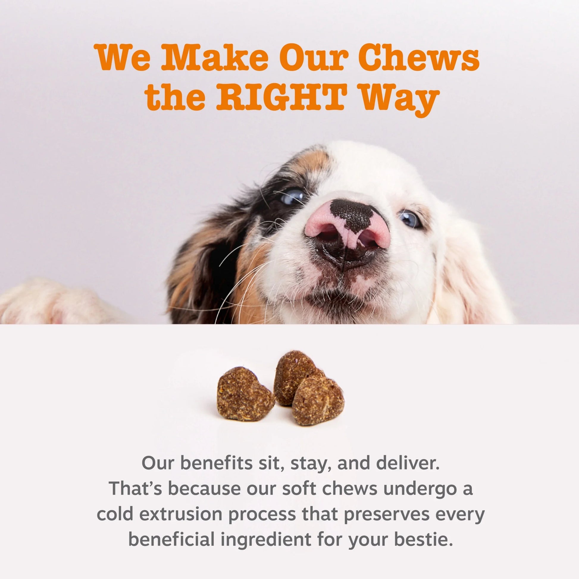 Senior Advanced Probiotic Bites for Dogs Chicken Flavor, 90 Count
